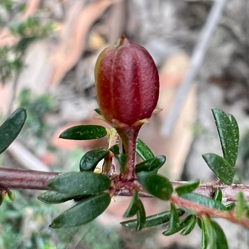 Micrantheum ericoides (Micrantheum ericoides)