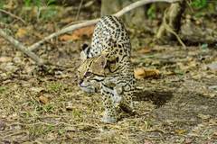 Leopardus pardalis mitis