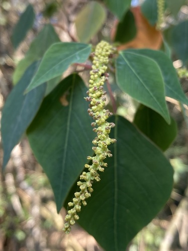Homalanthus populifolius