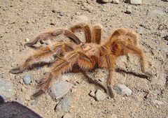 Grammostola rosea