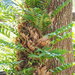 Drynaria roosii - Photo no rights reserved, uploaded by 葉子