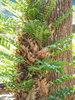Drynaria roosii - Photo no rights reserved, uploaded by 葉子