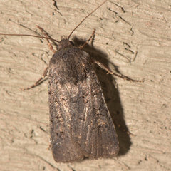 Euxoa velleripennis