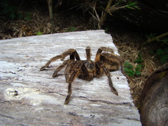 Phrixotrichus vulpinus