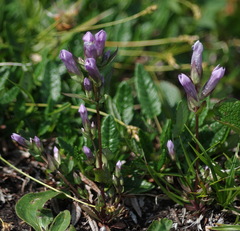 Gentianella propinqua propinqua