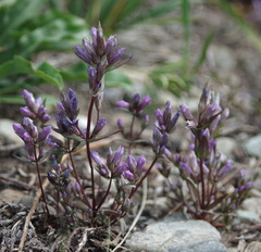 Gentianella propinqua propinqua