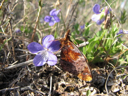Boloria bellona