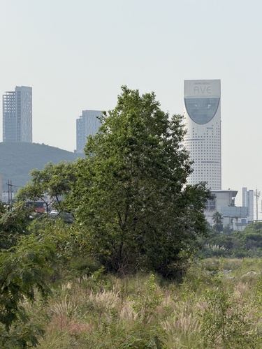 Mexican Poplar (Populus mexicana)