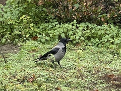 Corvus cornix
