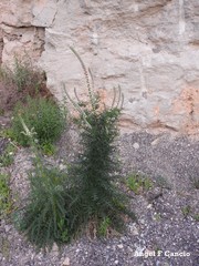 Reseda suffruticosa