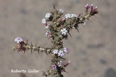 Junellia seriphioides
