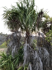 Livistona decora