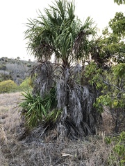 Livistona decora