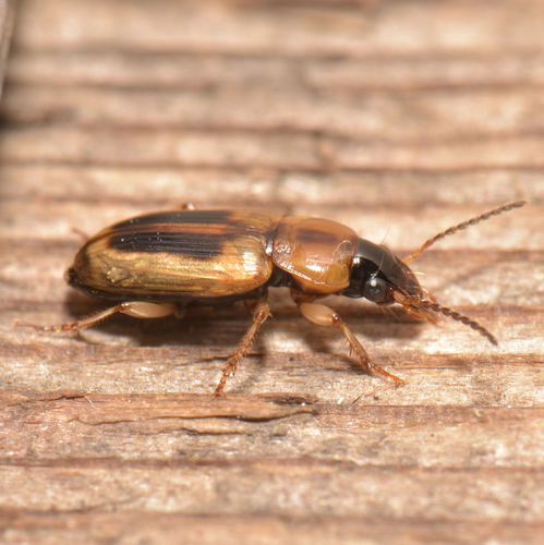 Common Stenolophus Beetle