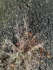 Eragrostis multicaulis