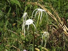Angiospermae