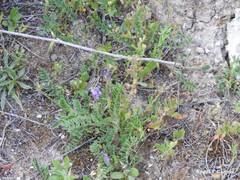 Astragalus stella
