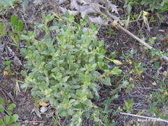 Helianthemum squamatum