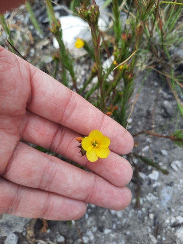 Half-mast Flax (Linum africanum)
