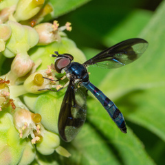 Ocyptamus cylindricus