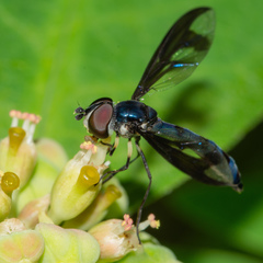 Ocyptamus cylindricus