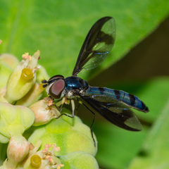 Ocyptamus cylindricus