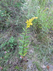Solidago × asperula