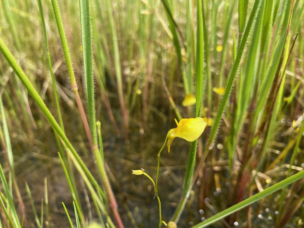 Utricularia letestui P.Taylor