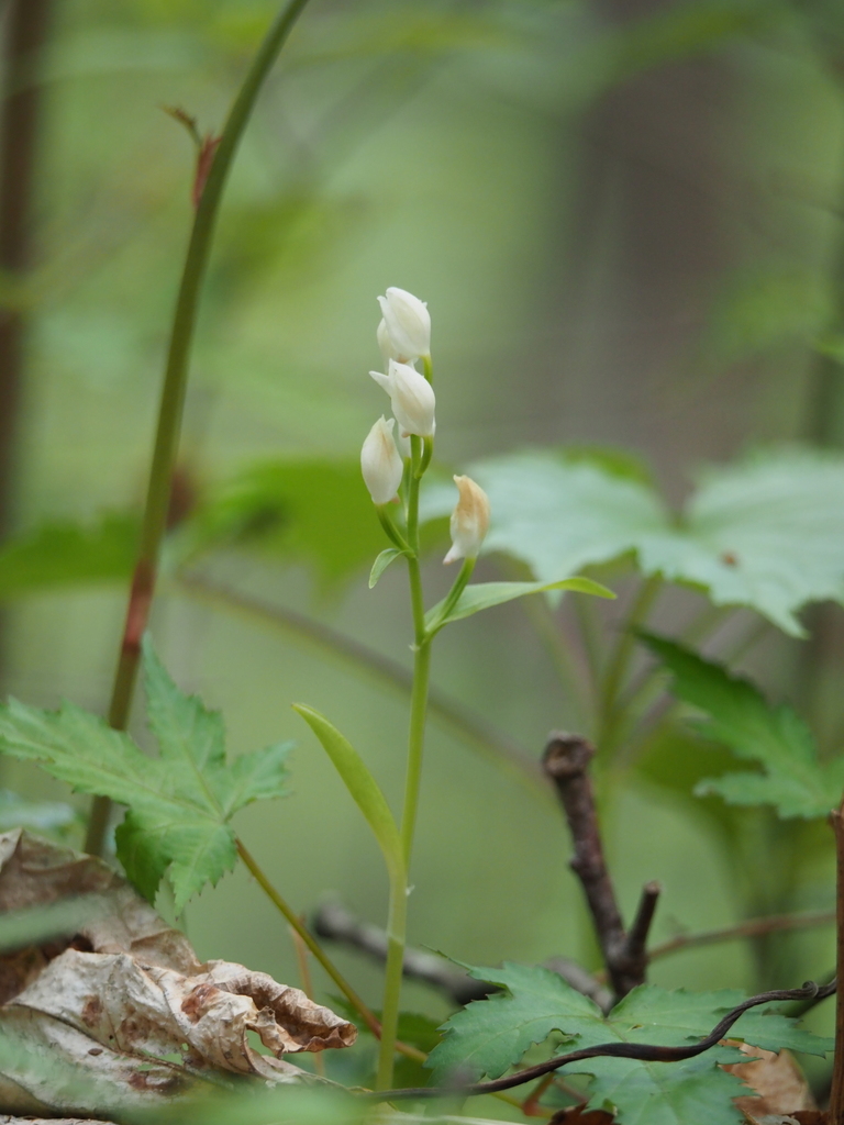 Cephalanthera subaphylla