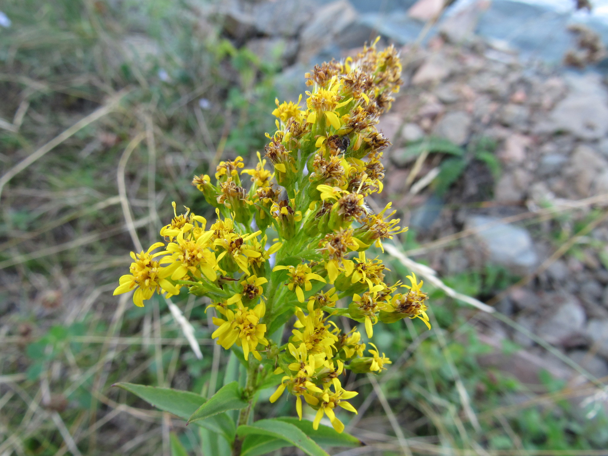 Solidago X asperula
