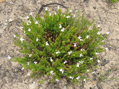 Pelargonium ternatum
