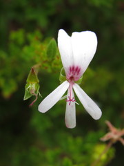 Pelargonium ternatum
