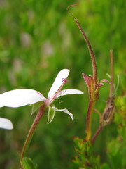 Pelargonium ternatum