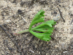 Pelargonium ternatum