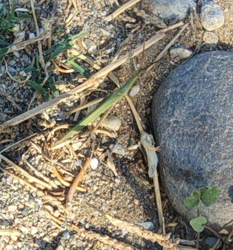 Acrida turrita
