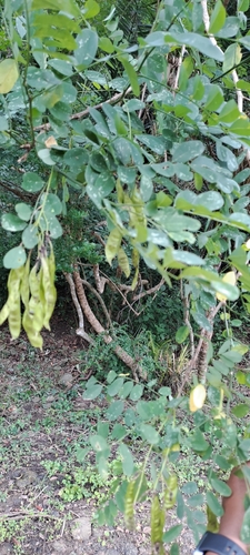 Cape Golden-Pea (Calpurnia aurea)