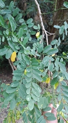 Calpurnia aurea, photograph (c) Mmatjie Mashao, some rights reserved (CC BY-SA)