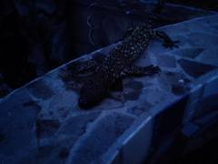 Heloderma horridum