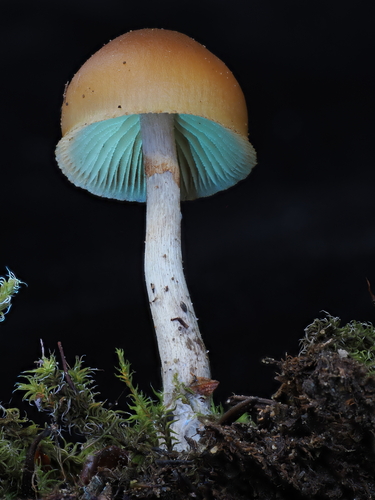 Galerina marginata — small brown mushroom growing on decaying wood with rusty-brown spore print