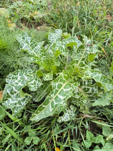 Наблюдение на iNaturalist