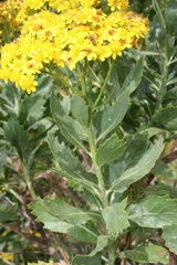 Senecio halimifolius