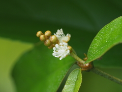 Croton cascarilloides