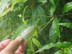 Croton cascarilloides