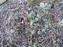 Atriplex laciniata