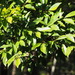 Magnolia compressa formosana - Photo Ningún derecho reservado, subido por 葉子