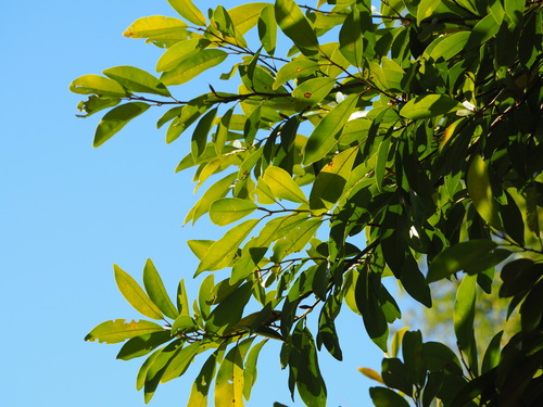 Image of Magnolia compressa by no rights reserved