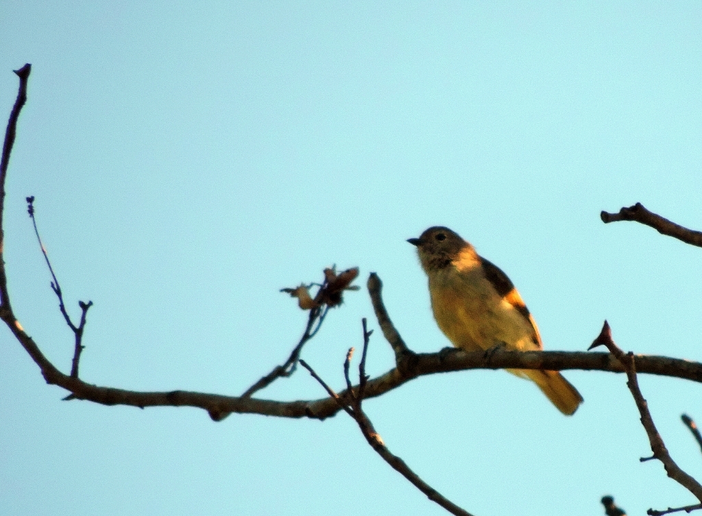 Green-backed Honeybird (Prodotiscus zambesiae), photo 8