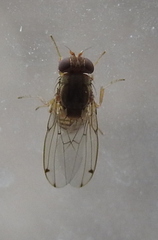Gitona distigma