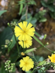 Ixeridium laevigatum