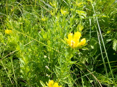 Chamaecytisus austriacus
